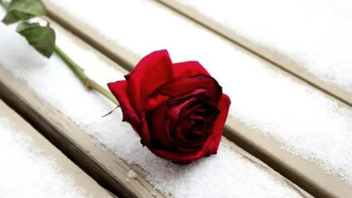 2022玫瑰花为什么这么贵