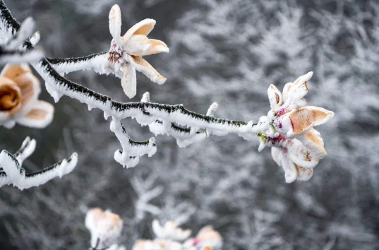 2022倒春寒会零下吗