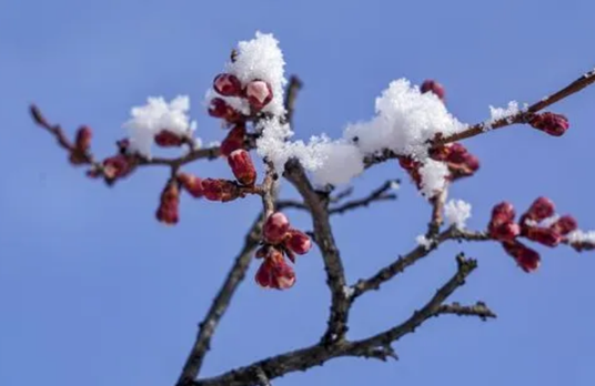 2022年倒春寒会下雪吗