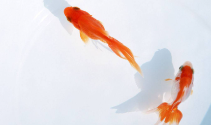 养金鱼的自来水要晒吗