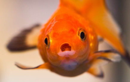 养金鱼的自来水要晒吗