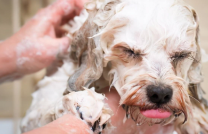 给狗洗澡的温度大概要多少