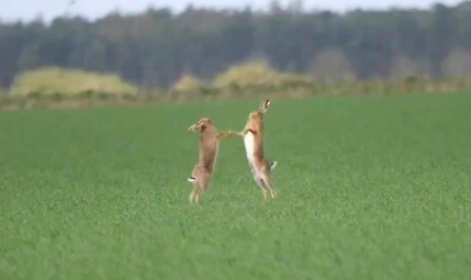 兔子会打架会打死吗
