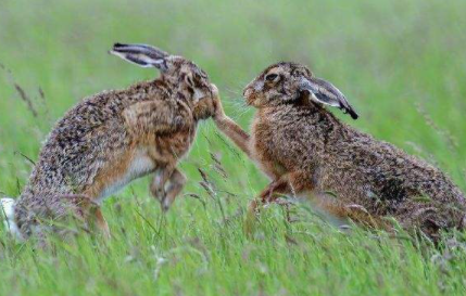 兔子会打架会打死吗