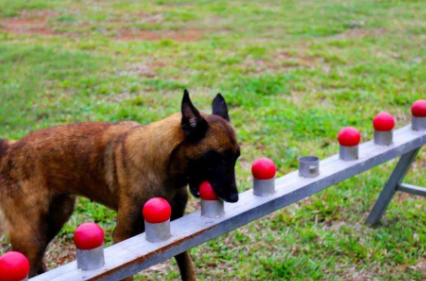 中国的军犬有哪种