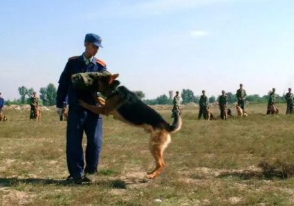 中国的军犬有哪种