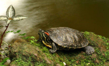 乌龟冬眠的时候碰它会动吗