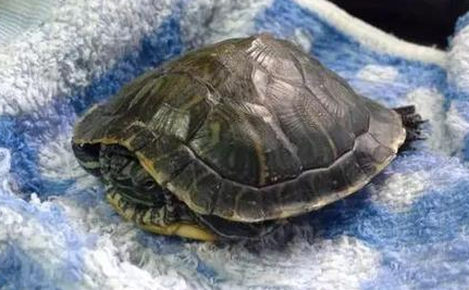 乌龟冬眠的时候碰它会动吗