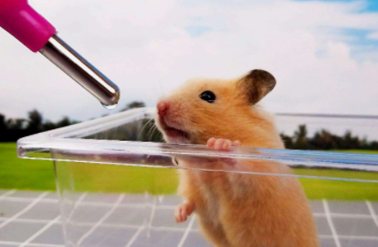 养仓鼠需要喂水吗