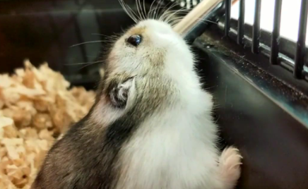 养仓鼠需要喂水吗