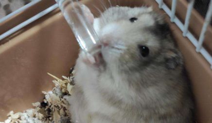 养仓鼠需要喂水吗