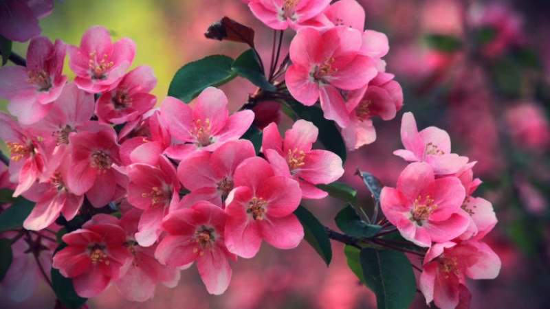 海棠花是什么颜色的