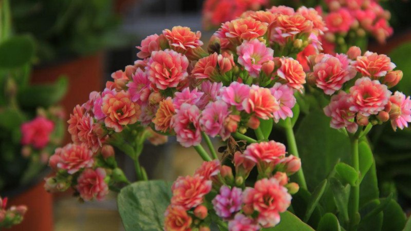 长寿花长虫子怎么办