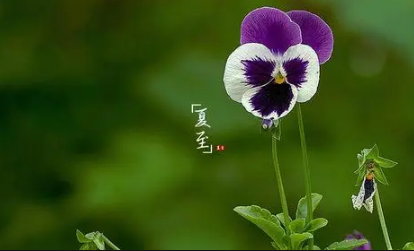 2022夏至前后是一年中最热的吗