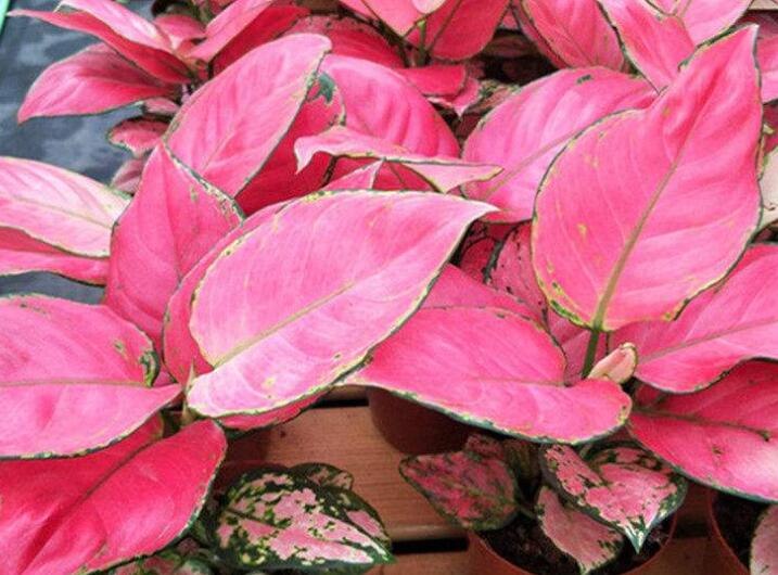 万年红和吉利红的区别