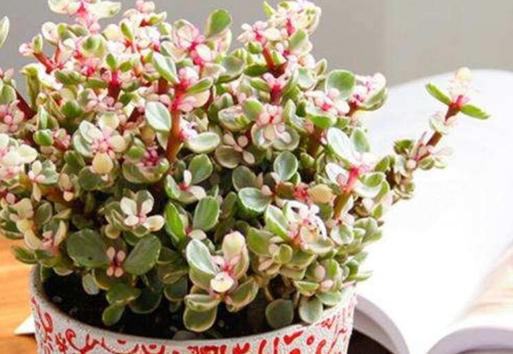 雅乐之舞和金枝玉叶的区别