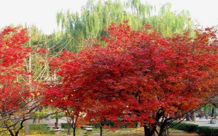 枫叶和鸡爪槭区别
