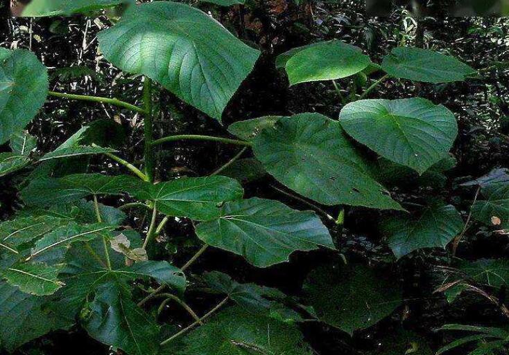 金皮树和荨麻的区别