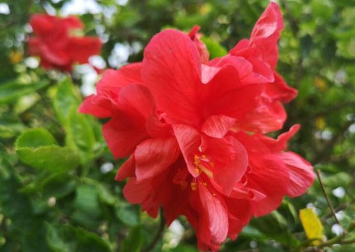 大红花和斑红花是什么花