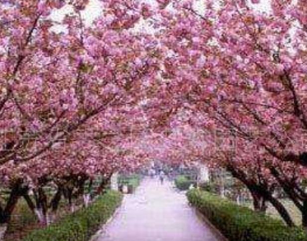 樱花是乔木还是灌木