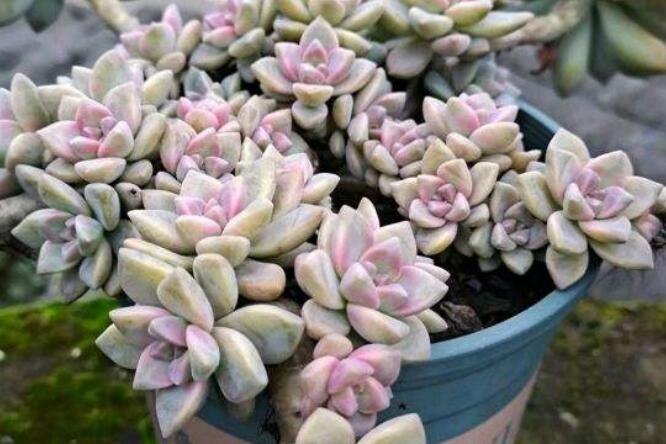 淡雪多肉耐寒吗