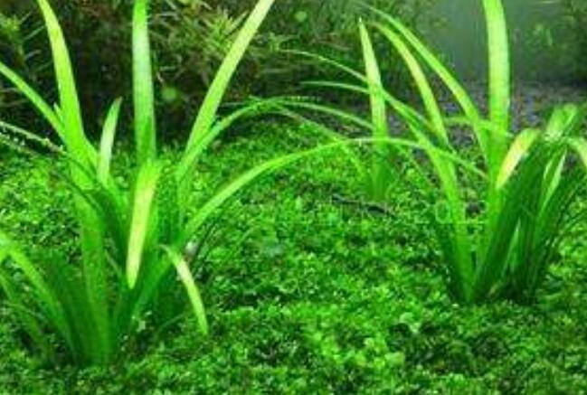 水兰水草怎么养