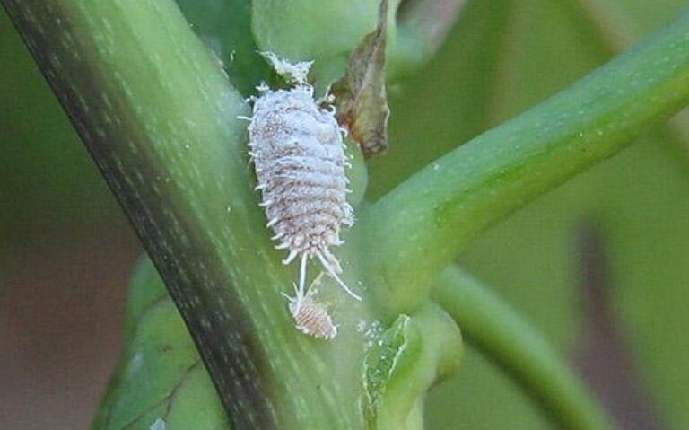 花土里有白色的特别小的虫子怎么办