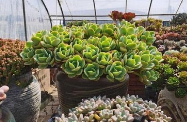 多肉不服盆多久会死