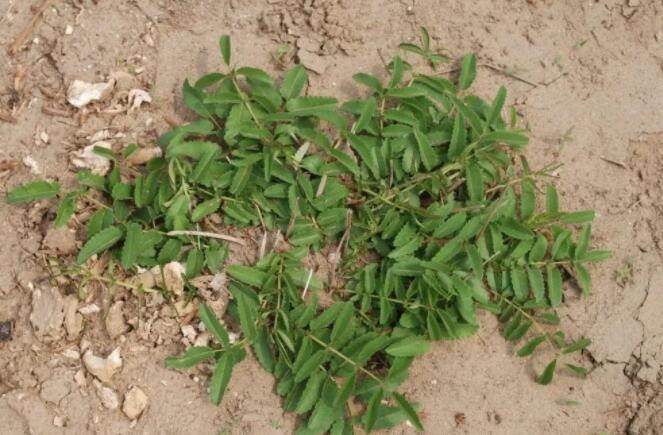 地榆是什么植物