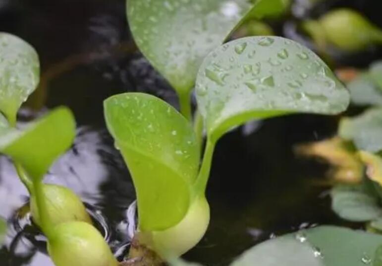 水葫芦是什么植物