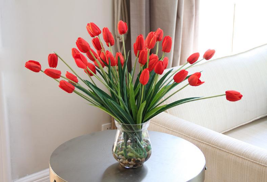 水培郁金香发霉了怎么办