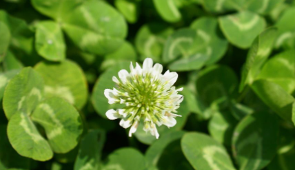 哪些植物是晚上放氧气