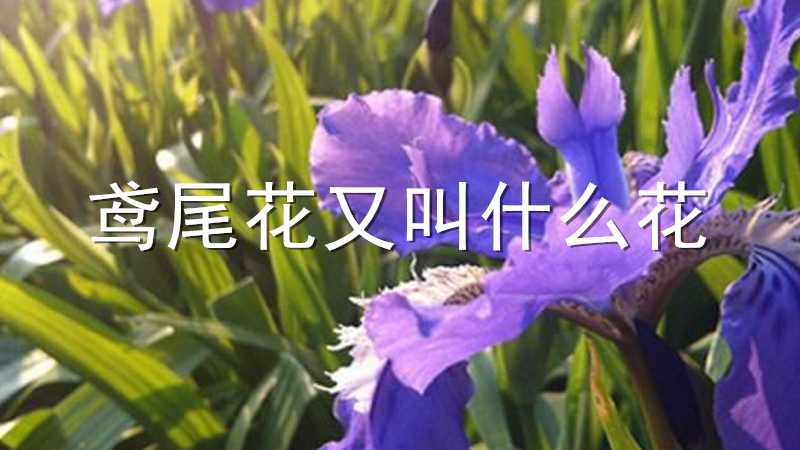 鸢尾花又叫什么花