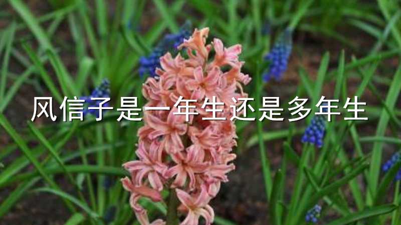 风信子是一年生还是多年生