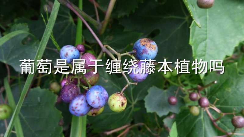 葡萄是属于缠绕藤本植物吗