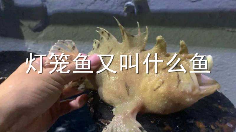 灯笼鱼又叫什么鱼