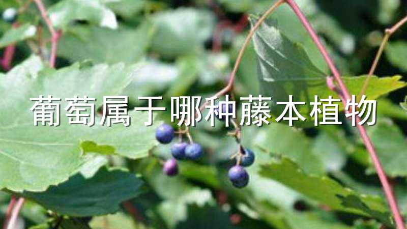 葡萄属于哪种藤本植物