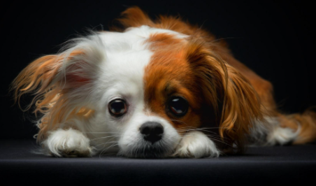 狗毛变硬是什么原因