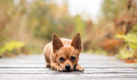 狗毛变硬是什么原因