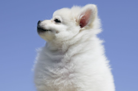 狗毛变硬是什么原因