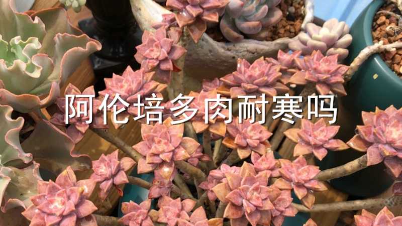 阿伦培多肉耐寒吗