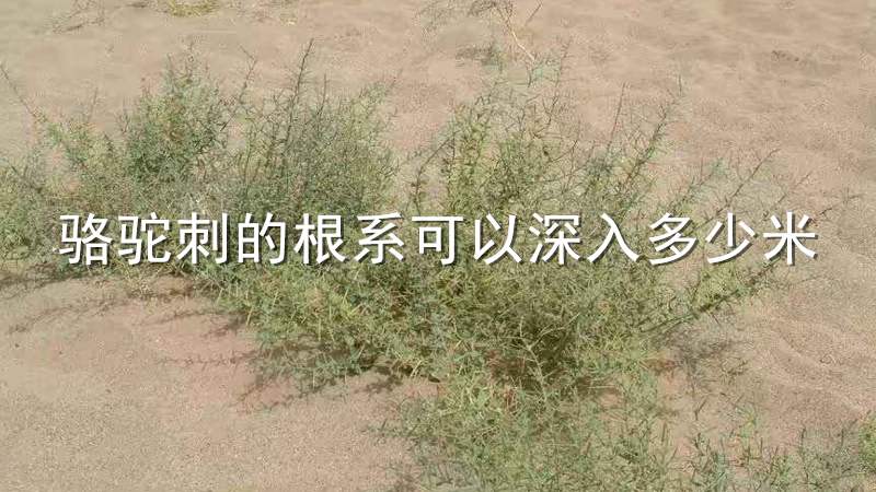 骆驼刺的根系可以深入多少米