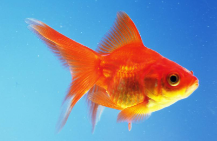 小金鱼一年长多大