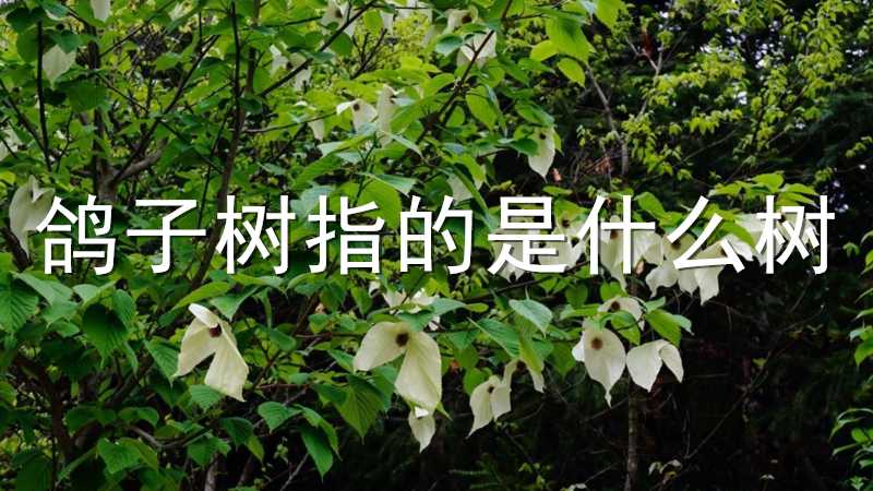 鸽子树指的是什么树
