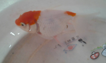 金鱼怎么喂食几粒