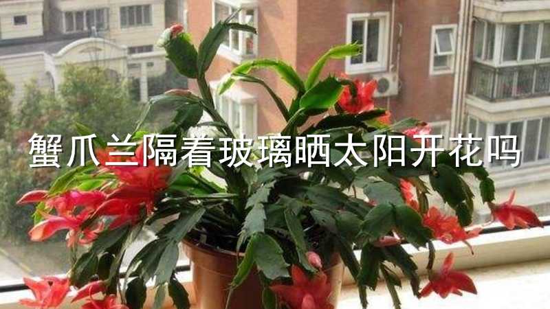 蟹爪兰隔着玻璃晒太阳开花吗