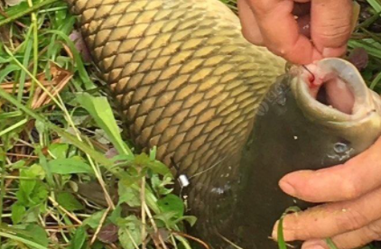 大型水库钓草鱼选择多深的水