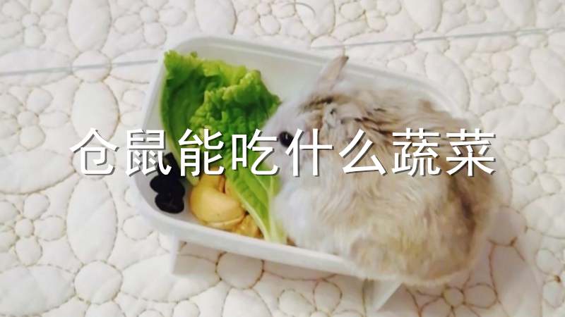 仓鼠能吃什么蔬菜
