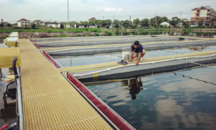 鱼吃玉米粒能消化吗