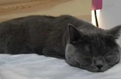 怎样才能让猫自己睡